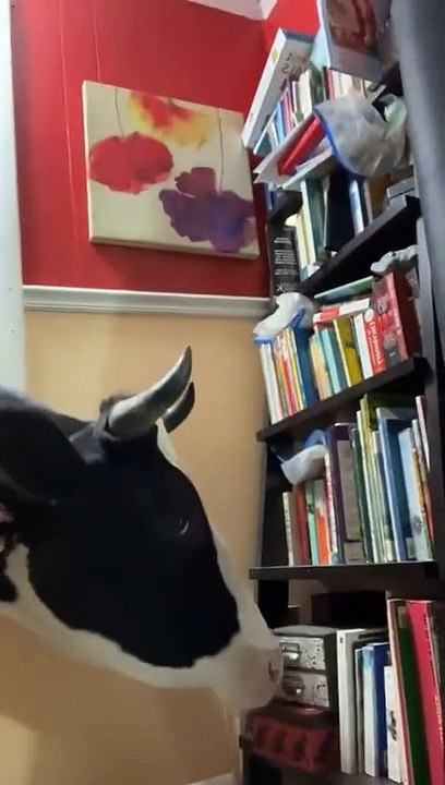 Jenna la vache ferait une terrible bibliothécaire - Buzz Buddy