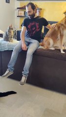 Le chat n'aime pas quand vous touchez son ami chien - Buzz Buddy
