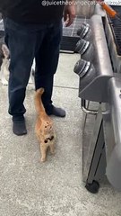 Le chaton crie pour le barbecue - Buzz Buddy