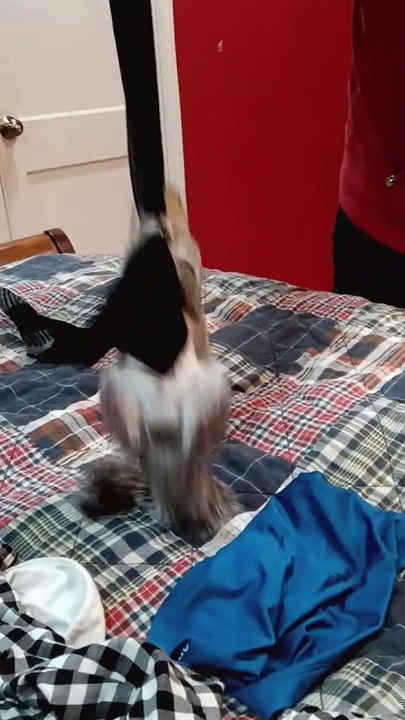 L'écureuil aime jouer avec la chaussette - Buzz Buddy