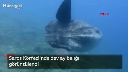 Saros Körfezi'nde dev ay balığı görüntülendi