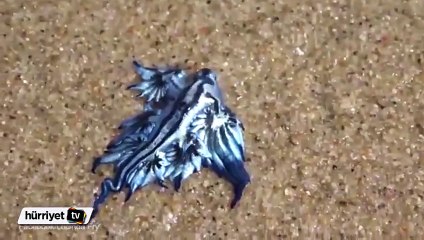 Avustralya sahilinde 'mavi ejderha' görüntülendi