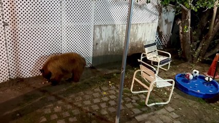 Maman ours et ses petits disent bonjour - Buzz Buddy