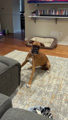 Pirouetting Pooch - Buzz Buddy