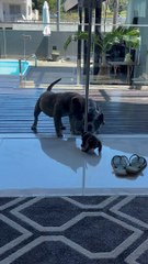 Puppy Bravely Barks at Big Dogs - Buzz Buddy