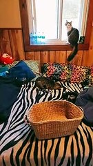 Quand le sommeil est trop bon - Buzz Buddy