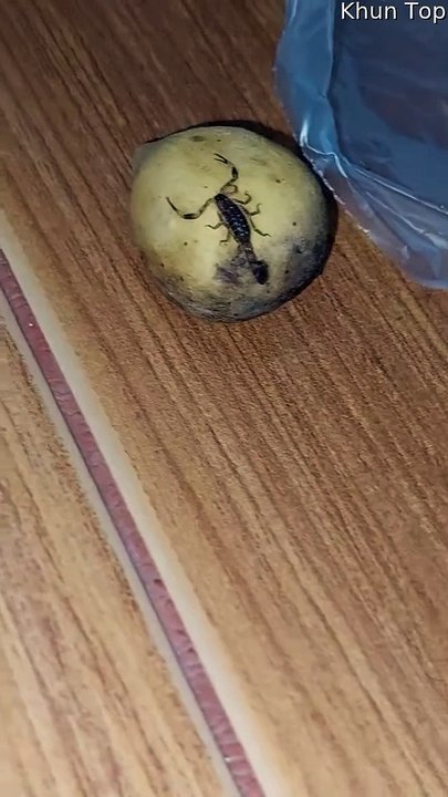 Scorpion trouvé dans un sac de pommes de terre...