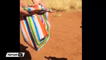 Sevimli kanguru sahibinin kucağında uyuyor