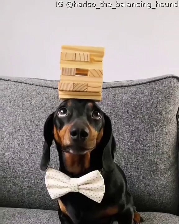 Teckel équilibrant un jeu actif de Jenga - Buzz Buddy