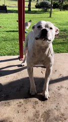 Trip the Staffordshire Bull Terrier est trop excité pour laisser tomber le bâton - Buzz Buddy