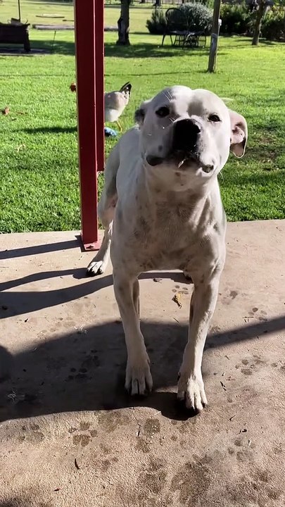 Trip the Staffordshire Bull Terrier est trop excité pour laisser tomber le bâton - Buzz Buddy