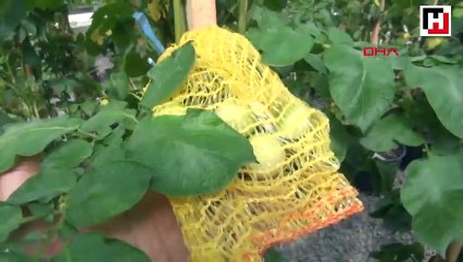 Niğde'de Mor Patates üretildi