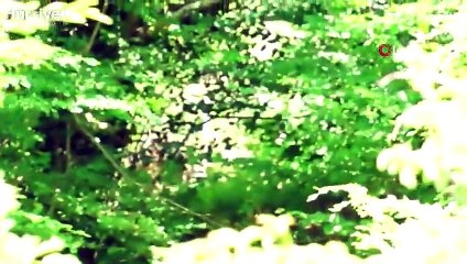 Takıldığı tellerden kurtulan ayı korku dolu anlara neden oldu