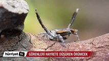 Avustralya'daki bu canlı görenleri şaşırtıyor