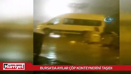 Açlıktan şehre inen ayıların ilginç görüntüleri