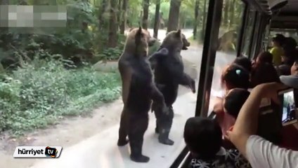 Ayılar yaptıkları ile herkesi şoke etti