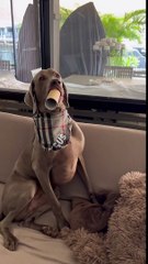 Weimaraner Pup's Flute Solo - Buzz Buddy