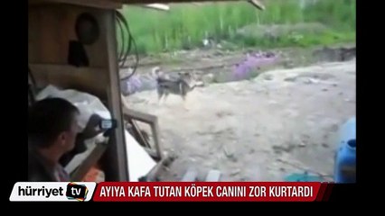 Rusya'da işçilerin yanına gelen ayılara kafa tutan köpek canını zor kurtardı