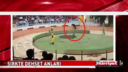 SİRKTE DEHŞET ANLARI