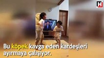 Kavga eden kardeşleri ayırmaya çalışan sevimli köpek