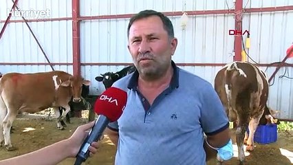 Gövdesinde ay yıldız figürü bulunan kurbanlık 'Menekşe'