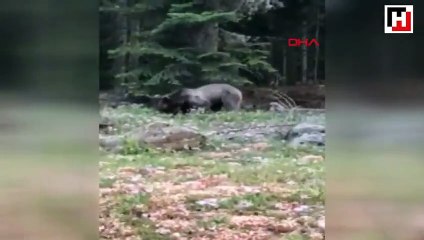 Ormanda gördüğü ayıyı 'Gel buraya oğlum' diyerek çağırdı