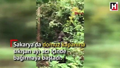 Kapana sıkışan ayıya taş ve sopa attılar