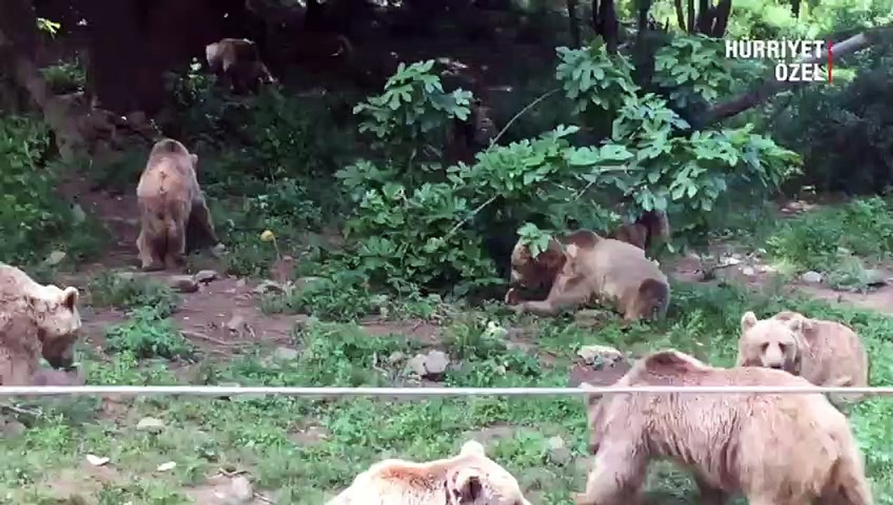Son dansçılar