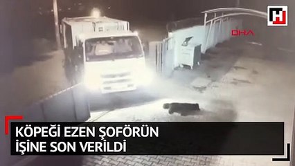 Köpeği ezen şoförün işine son verildi
