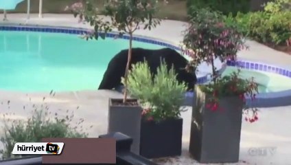 Ayının havuz keyfi