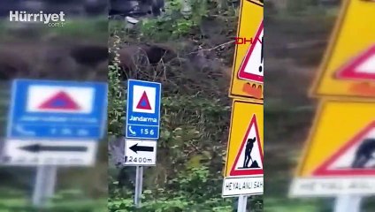 Rize Çamlıhemşin'de yola inen ayı ve iki yavrusu böyle görüntülendi