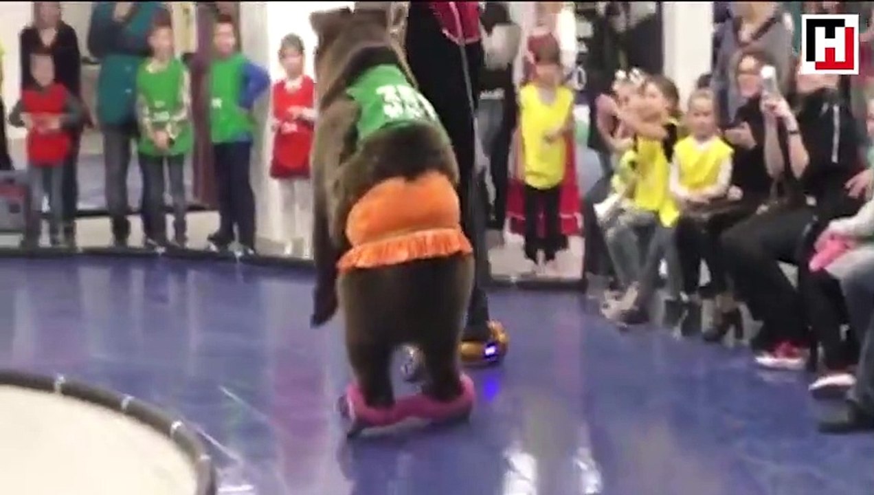 Hoverboard kullanan ayı