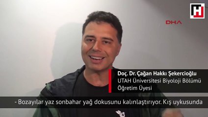 Çöplük, boz ayıların kış uykusu düzenini bozdu