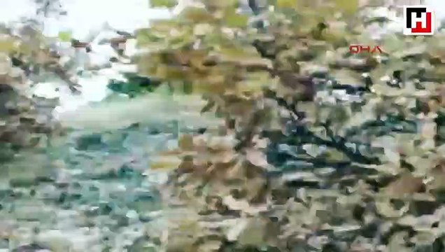 Ayıyı çoban köpekleri kovaladı