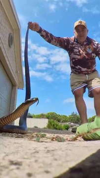 Red-bellied black snake caught at Redhead