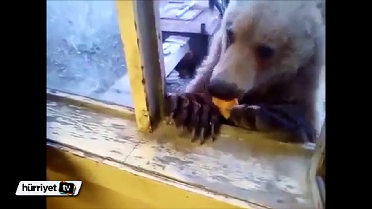 Camdan içeri sarkan ayıyı böyle besledi