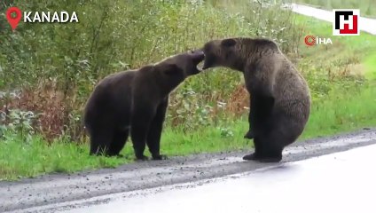 Kanada’da iki ayı birbirine girdi