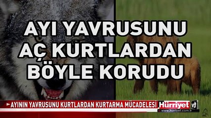 AYININ YAVRUSUNU KURTARMA MÜCADELESİ! DAĞLARIN OĞLU ÇEKTİ