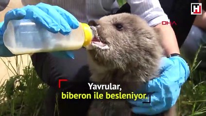 Ayı barınağının 3 yavrusu kefir ve balla besleniyor