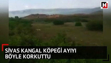 Kangal köpeği ayıya meydan okudu