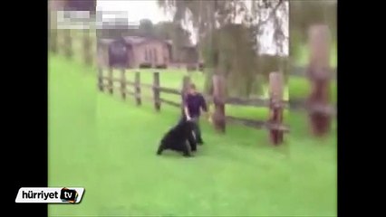 Kafasına kova sıkışan ayıyı böyle kurtardılar