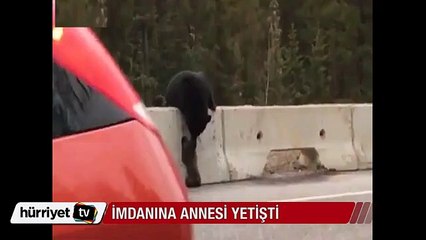 İmdadına anne ayı yetişti