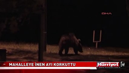 MAHALLEYE İNEN AYI KORKUTTU