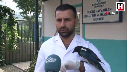 Saksağan, doğaya salınmasına rağmen veterinerden ayrılmıyor