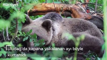 Uludağ'da kapana yakalanan ayı böyle kurtarıldı