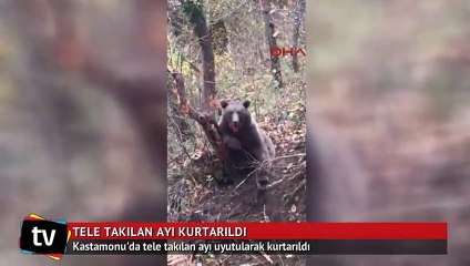 Tele takılan ayı uyutularak kurtarıldı