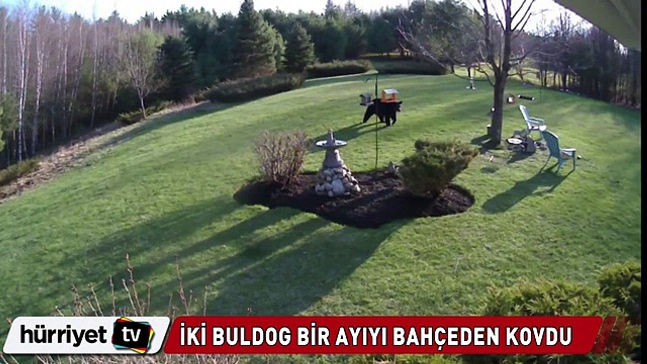 2 buldog ayıyı bahçeden böyle kovdu