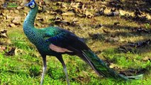 These are the 10 Most Beautiful Peacocks in the World