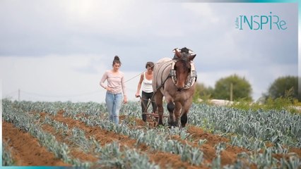 Des chevaux pour remplacer les machines dans les jardins et les champs