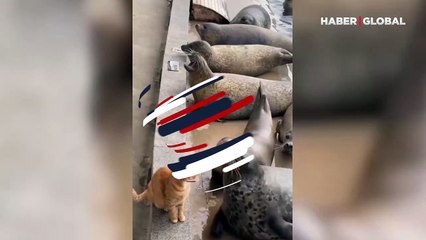 Kediden ilginç hareket: Fok balıklarını sırasıyla pati atarak tokatladı